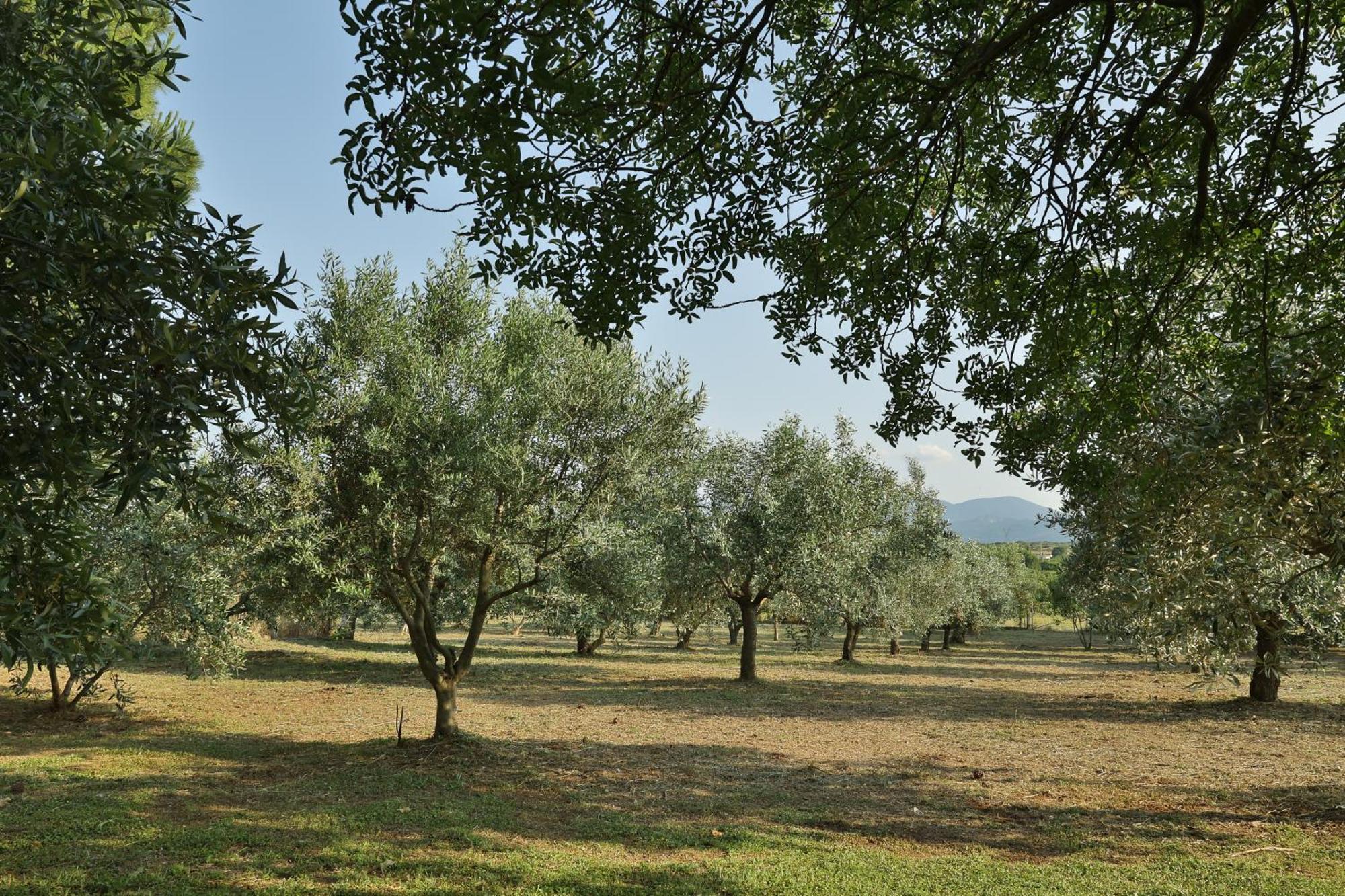 Οlives And Vines All Seasons Villa Litóchoron Dış mekan fotoğraf